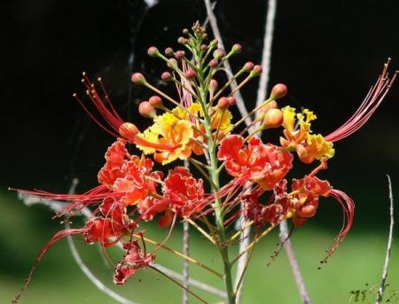 Flamboyant nain
